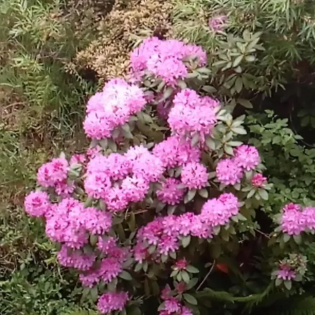 Appartamento Ferienwohnung Schmallenberg Schmallenberg