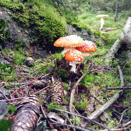 Ferienwohnung Schmallenberg Appartement