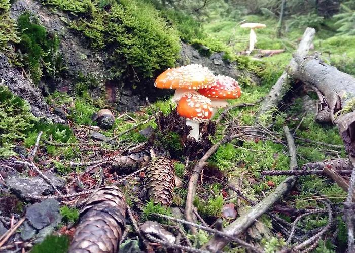 Ferienwohnung Schmallenberg Appartamento